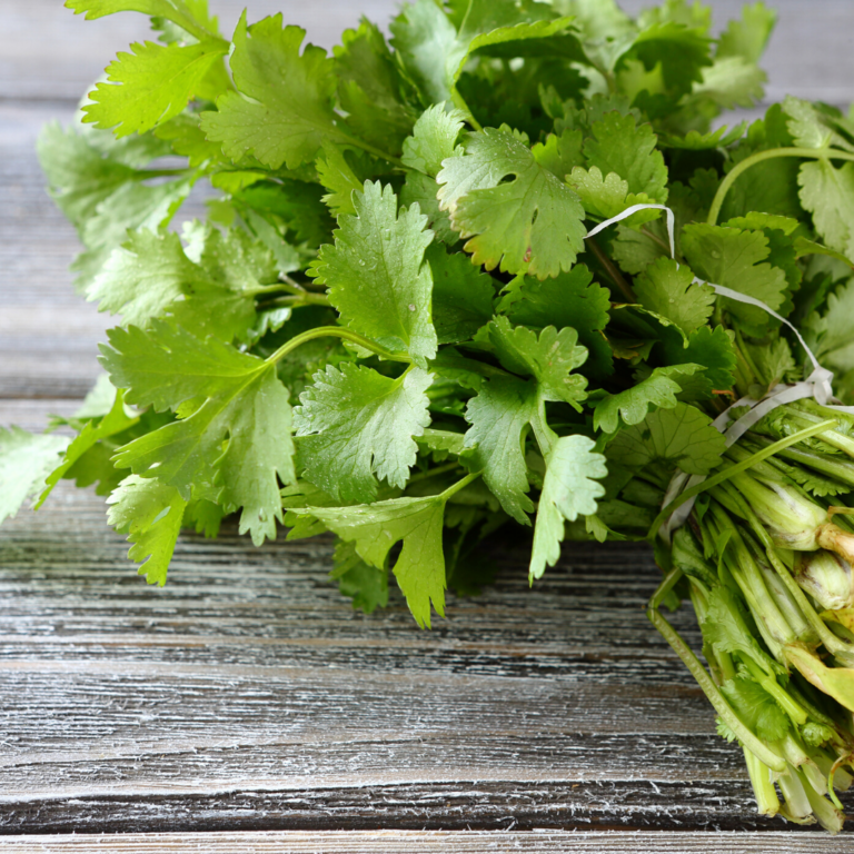 What is Cilantro (Coriander) Uses and Benefits? Clean Food Mama